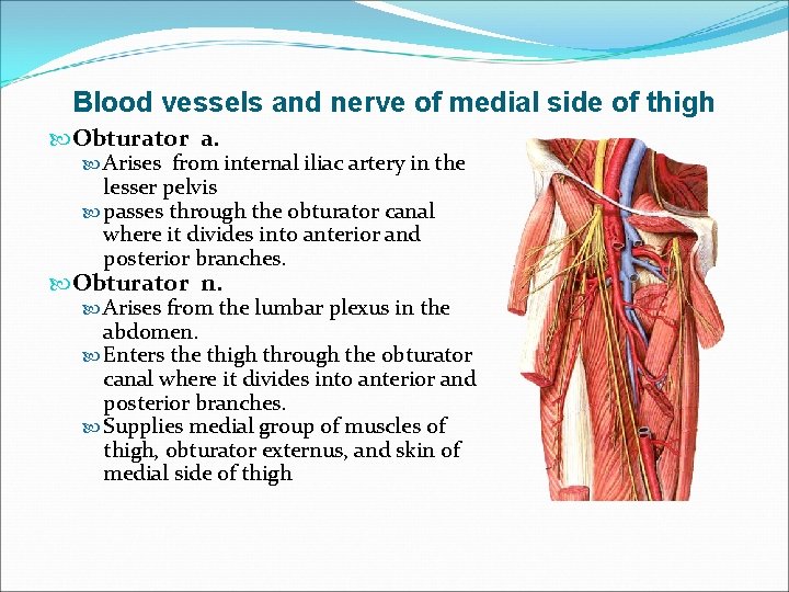 Blood vessels and nerve of medial side of thigh Obturator a. Arises from internal