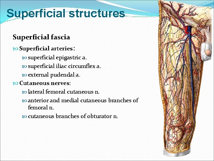 Superficial structures Superficial fascia Superficial arteries: superficial epigastric a. superficial iliac circumflex a. external