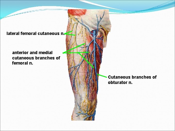 lateral femoral cutaneous n. anterior and medial cutaneous branches of femoral n. Cutaneous branches