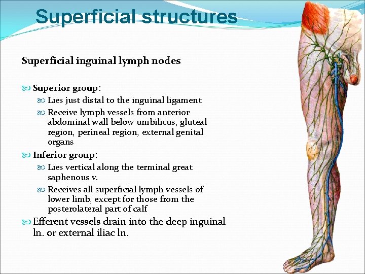 Superficial structures Superficial inguinal lymph nodes Superior group: Lies just distal to the inguinal