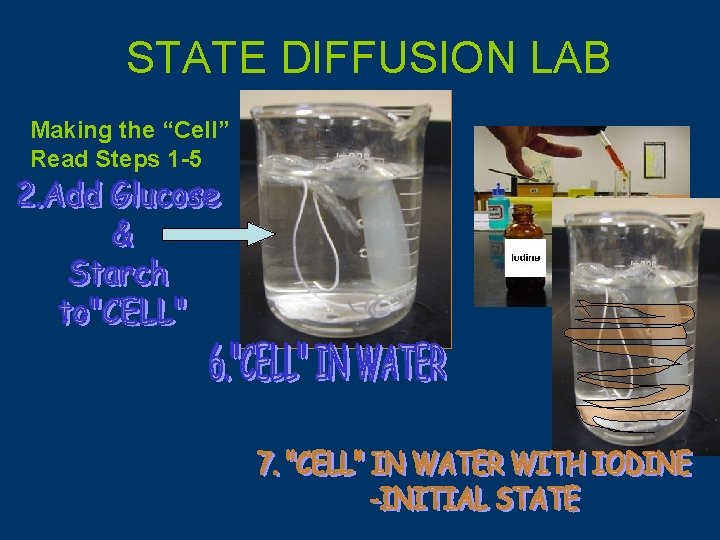 STATE DIFFUSION LAB Making the “Cell” Read Steps 1 -5 