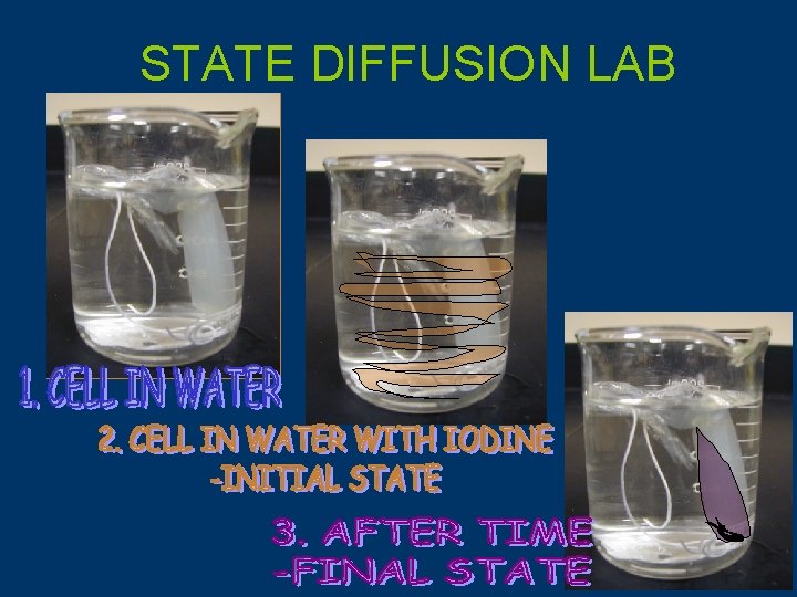STATE DIFFUSION LAB 