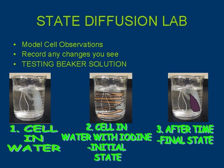 STATE DIFFUSION LAB • Model Cell Observations • Record any changes you see •