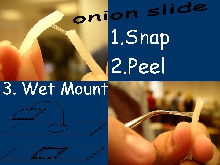 3. Wet Mount 1. Snap 2. Peel 
