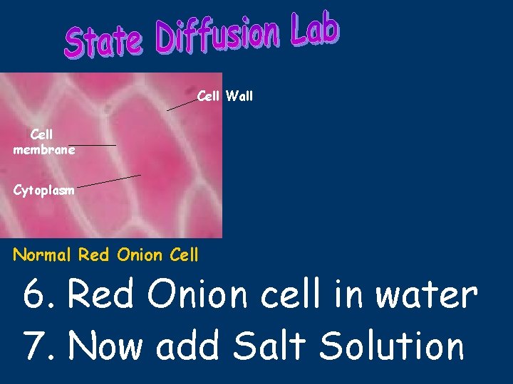 Cell Wall Cell membrane Cytoplasm Normal Red Onion Cell 6. Red Onion cell in