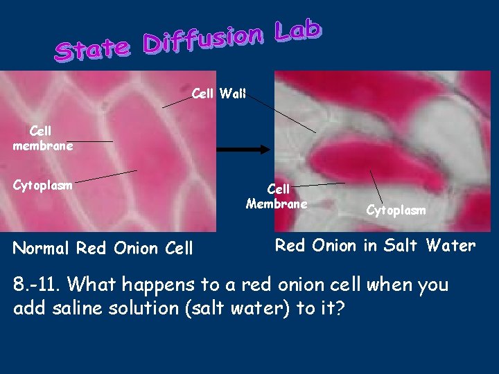 Cell Wall Cell membrane Cytoplasm Normal Red Onion Cell Membrane Cytoplasm Red Onion in