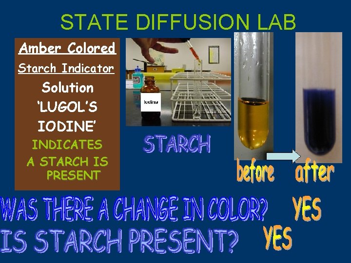 STATE DIFFUSION LAB Amber Colored Starch Indicator Solution ‘LUGOL’S IODINE’ INDICATES A STARCH IS