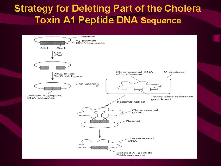 Strategy for Deleting Part of the Cholera Toxin A 1 Peptide DNA Sequence 