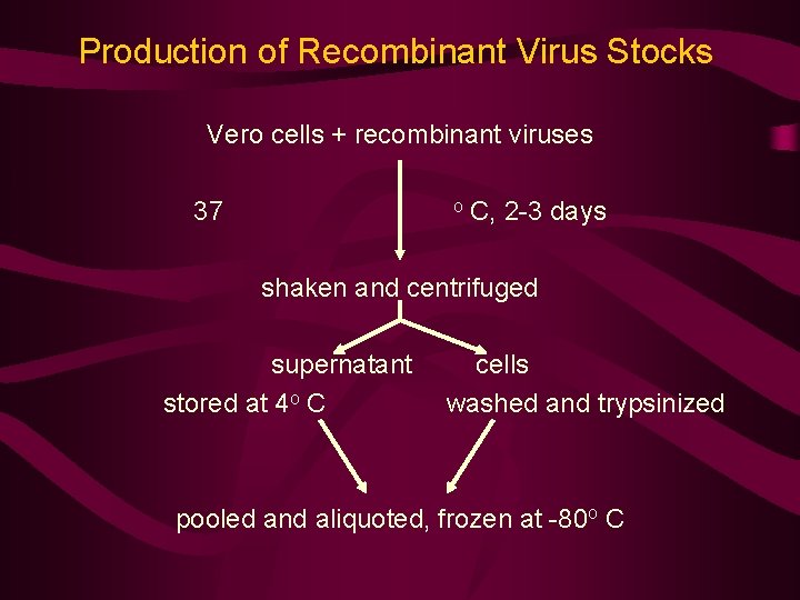 Production of Recombinant Virus Stocks Vero cells + recombinant viruses 37 o C, 2