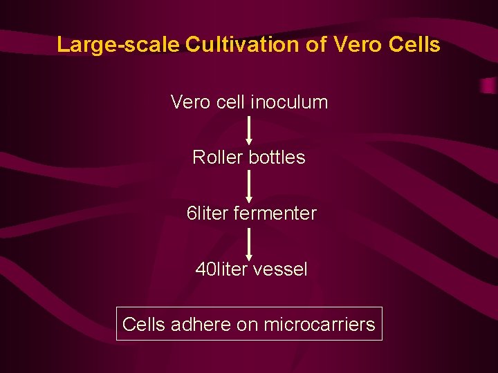 Large-scale Cultivation of Vero Cells Vero cell inoculum Roller bottles 6 liter fermenter 40
