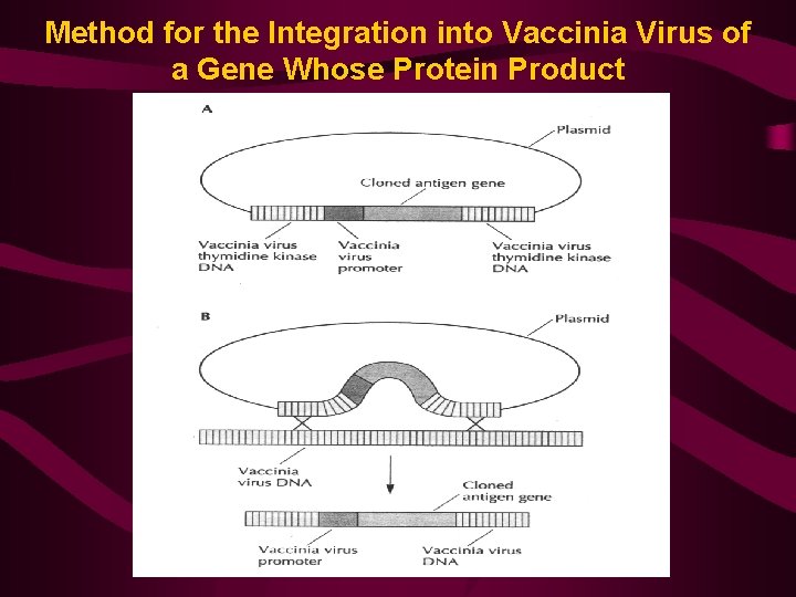 Method for the Integration into Vaccinia Virus of a Gene Whose Protein Product 