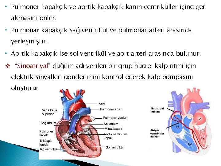  Pulmoner kapakçık ve aortik kapakçık kanın ventriküller içine geri akmasını önler. Pulmonar kapakçık