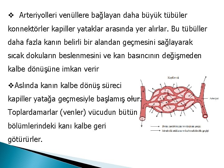 v Arteriyolleri venüllere bağlayan daha büyük tübüler konnektörler kapiller yataklar arasında yer alırlar. Bu