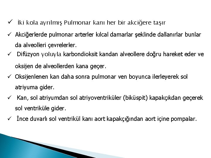 ü İki kola ayrılmış Pulmonar kanı her bir akciğere taşır ü Akciğerlerde pulmonar arterler