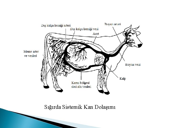 Sığırda Sistemik Kan Dolaşımı 