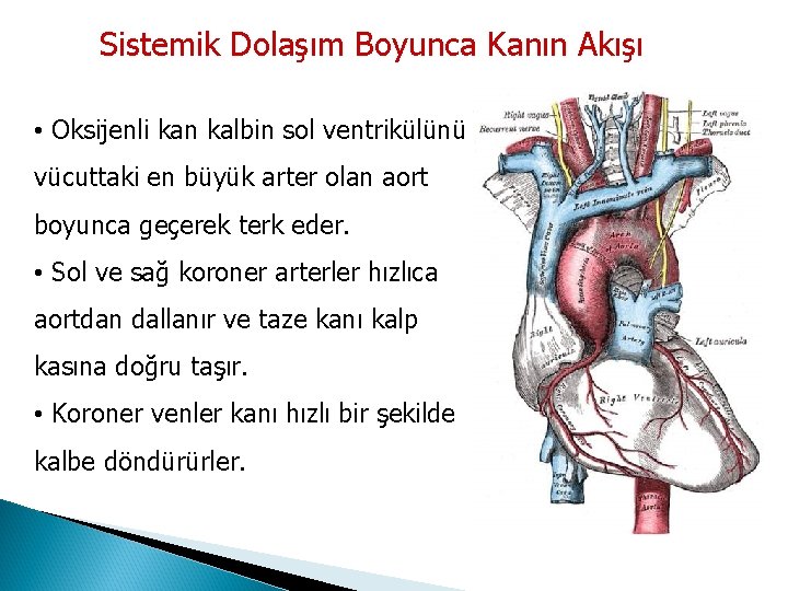 Sistemik Dolaşım Boyunca Kanın Akışı • Oksijenli kan kalbin sol ventrikülünü vücuttaki en büyük