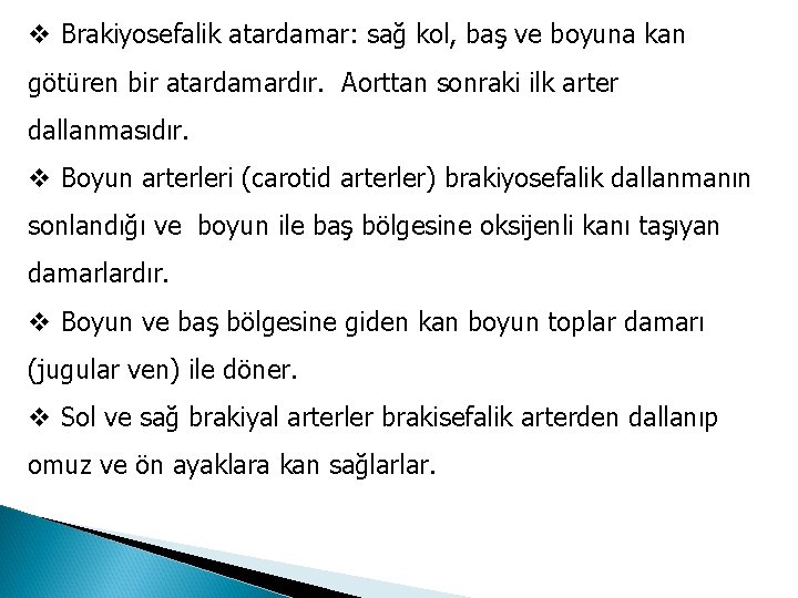 v Brakiyosefalik atardamar: sağ kol, baş ve boyuna kan götüren bir atardamardır. Aorttan sonraki