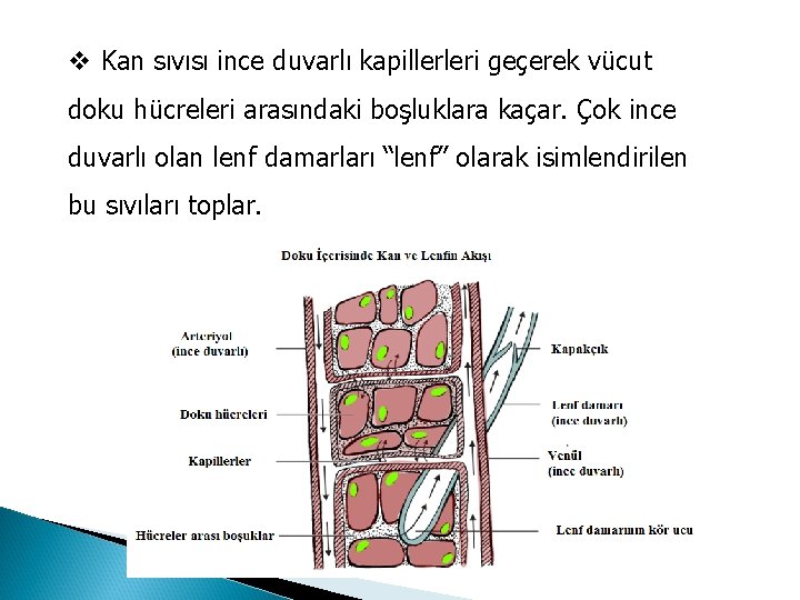 v Kan sıvısı ince duvarlı kapillerleri geçerek vücut doku hücreleri arasındaki boşluklara kaçar. Çok