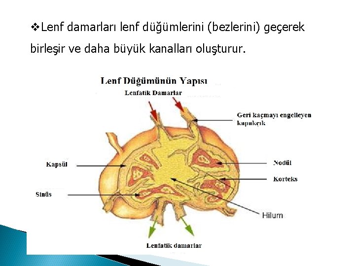 v. Lenf damarları lenf düğümlerini (bezlerini) geçerek birleşir ve daha büyük kanalları oluşturur. 