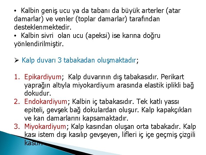  • Kalbin geniş ucu ya da tabanı da büyük arterler (atar damarlar) ve