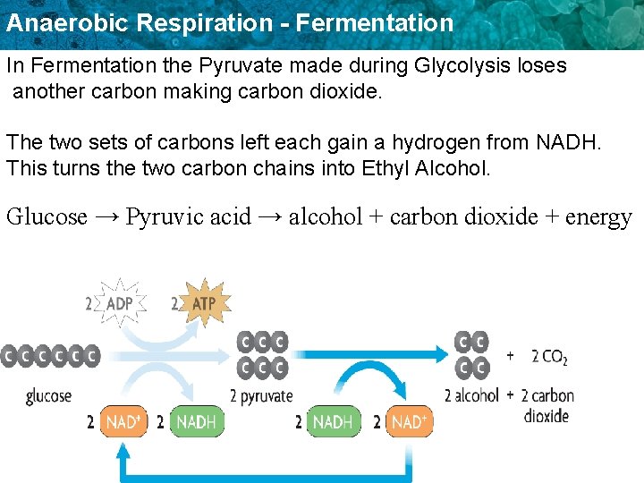 Anaerobic Respiration - Fermentation In Fermentation the Pyruvate made during Glycolysis loses another carbon