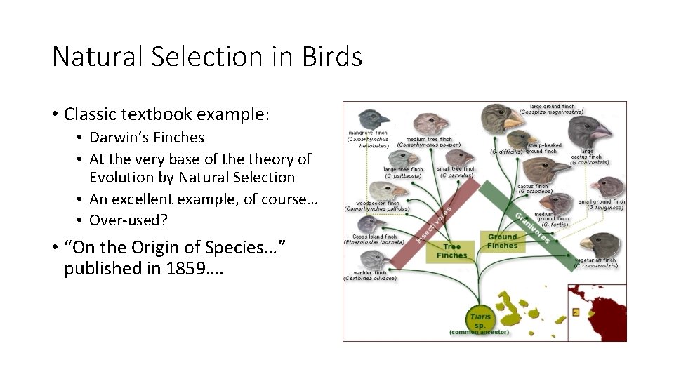 Natural Selection in Birds • Classic textbook example: • Darwin’s Finches • At the