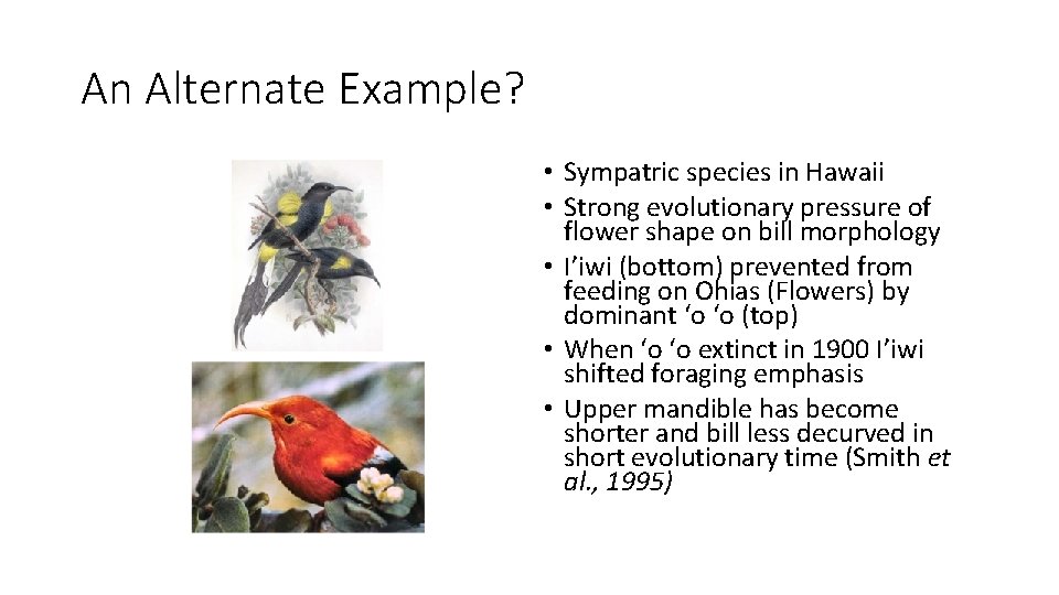 An Alternate Example? • Sympatric species in Hawaii • Strong evolutionary pressure of flower