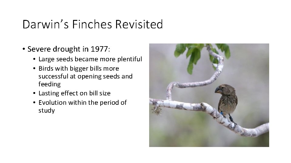 Darwin’s Finches Revisited • Severe drought in 1977: • Large seeds became more plentiful