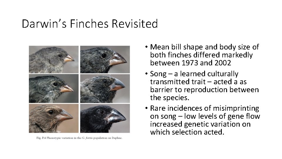 Darwin’s Finches Revisited • Mean bill shape and body size of both finches differed