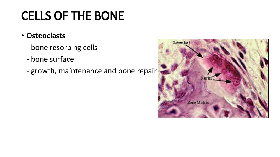 CELLS OF THE BONE • Osteoclasts - bone resorbing cells - bone surface -