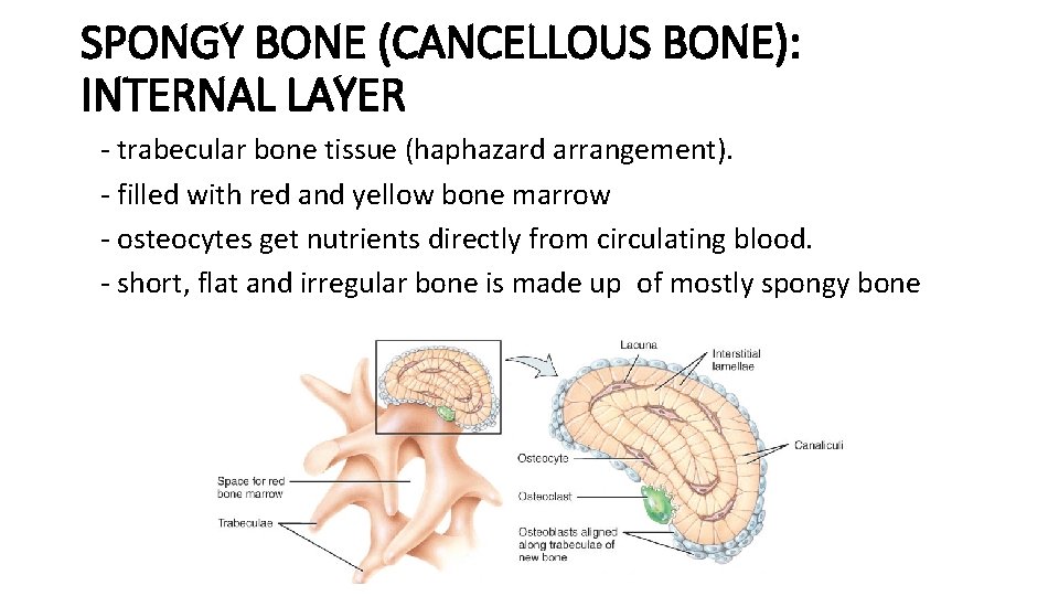 SPONGY BONE (CANCELLOUS BONE): INTERNAL LAYER - trabecular bone tissue (haphazard arrangement). - filled