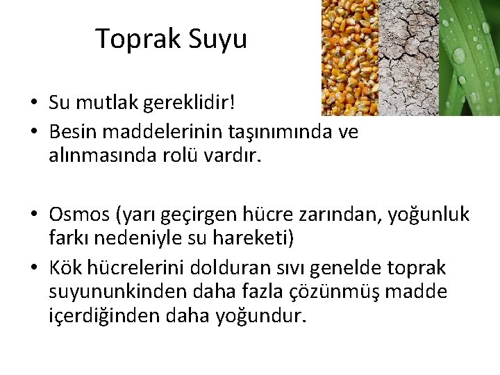 Toprak Suyu • Su mutlak gereklidir! • Besin maddelerinin taşınımında ve alınmasında rolü vardır.