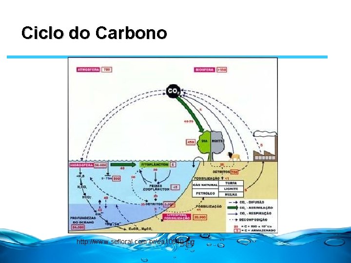 Ciclo do Carbono http: //www. sefloral. com. br/ea 10540. jpg 