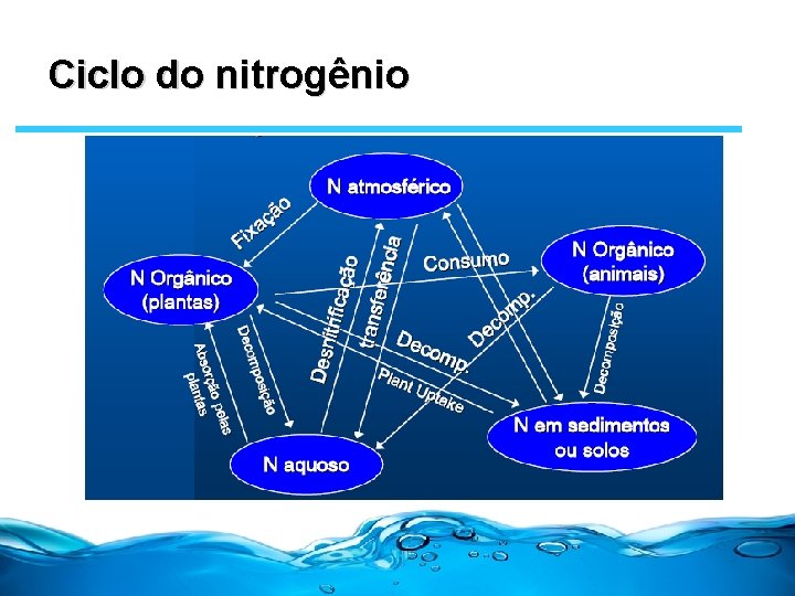 Ciclo do nitrogênio 