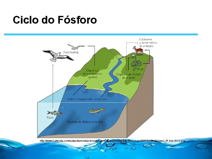 Ciclo do Fósforo http: //www. kalipedia. com/kalipediamedia/cienciasnaturales/media/200704/18/ecologia/20070418 klpcnaecl_47. Ees. SCO. png 