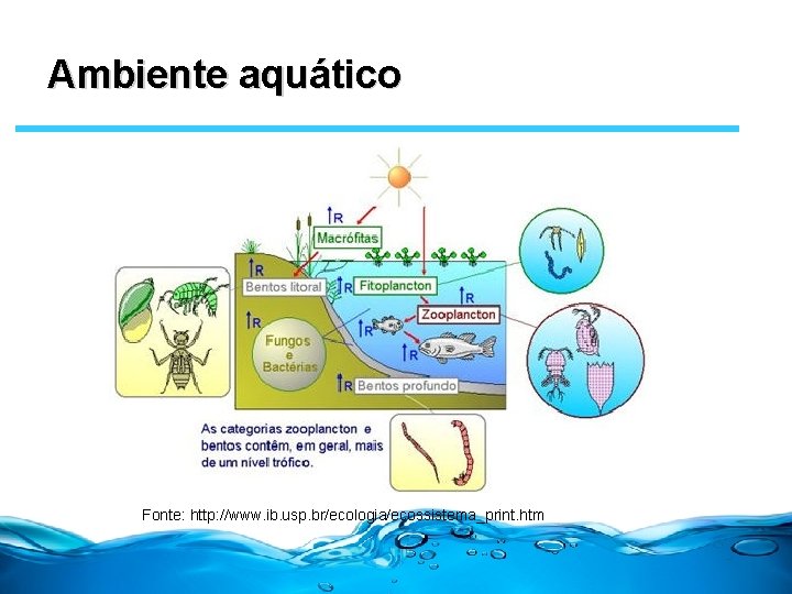 Ambiente aquático Fonte: http: //www. ib. usp. br/ecologia/ecossistema_print. htm 