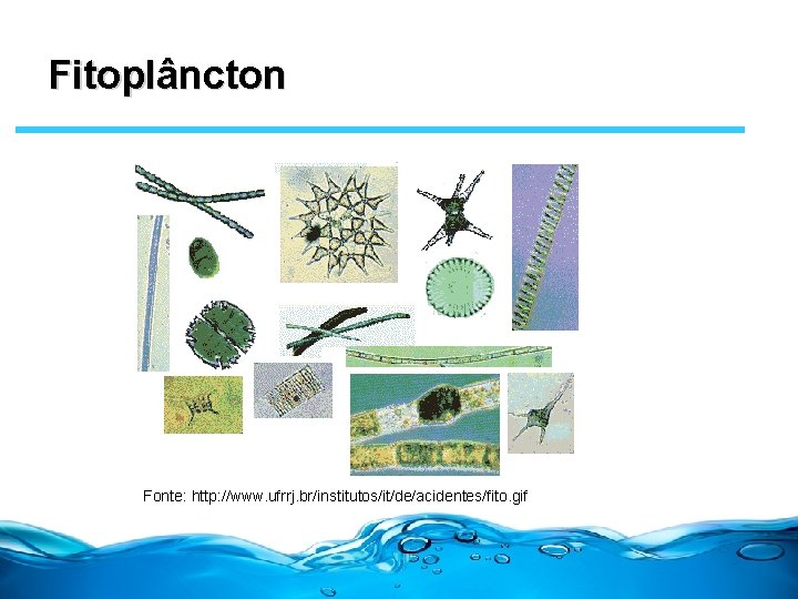Fitoplâncton Fonte: http: //www. ufrrj. br/institutos/it/de/acidentes/fito. gif 
