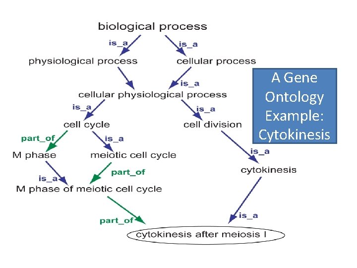 A Gene Ontology Example: Cytokinesis 