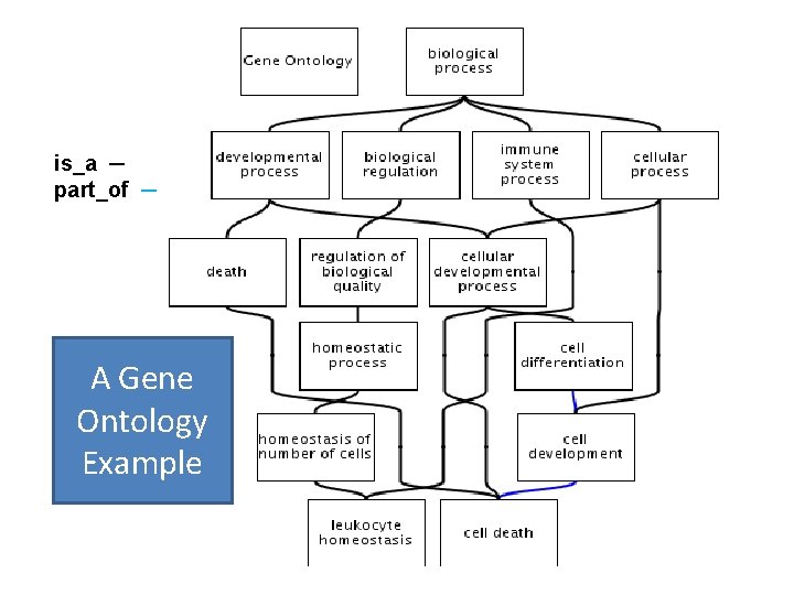 is_a ─ part_of ─ A Gene Ontology Example 