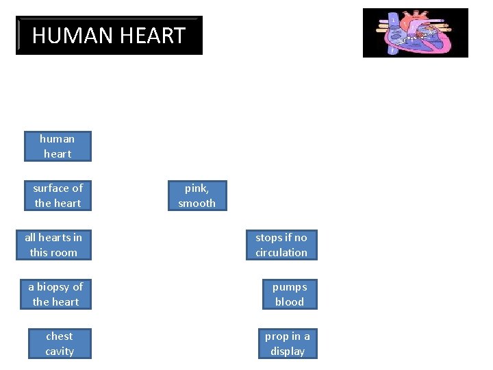 continuant HUMAN HEART human heart surface of the heart pink, smooth all hearts in