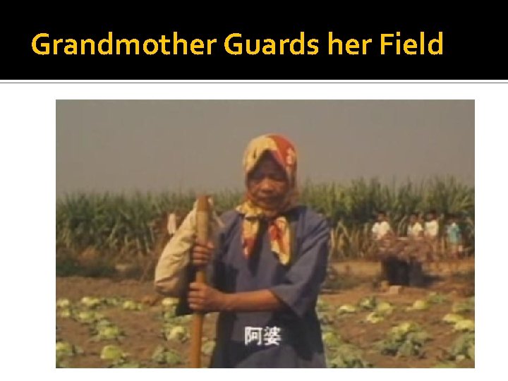 Grandmother Guards her Field 