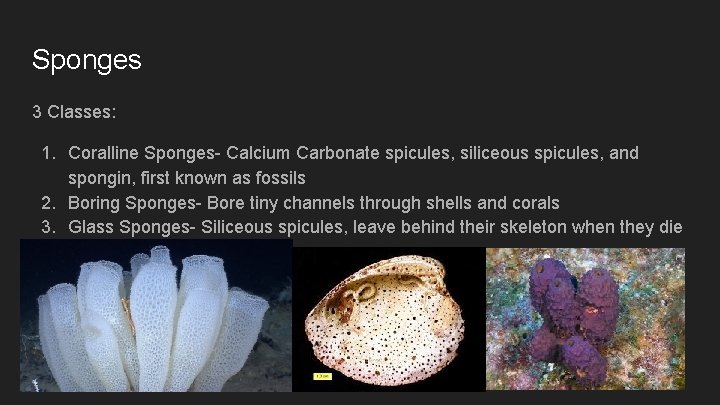 Sponges 3 Classes: 1. Coralline Sponges- Calcium Carbonate spicules, siliceous spicules, and spongin, first