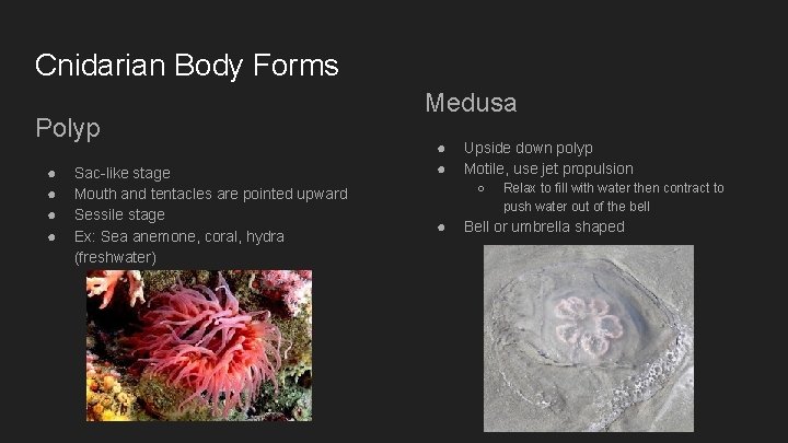 Cnidarian Body Forms Polyp ● ● Sac-like stage Mouth and tentacles are pointed upward