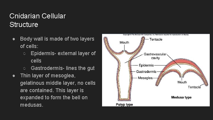 Cnidarian Cellular Structure ● Body wall is made of two layers of cells: ○