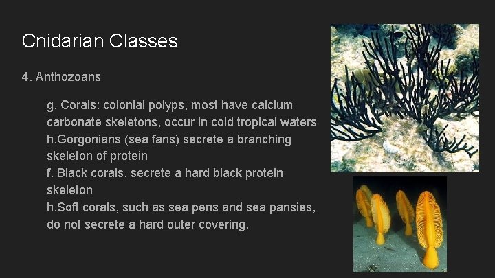 Cnidarian Classes 4. Anthozoans g. Corals: colonial polyps, most have calcium carbonate skeletons, occur