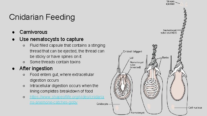 Cnidarian Feeding ● Carnivorous ● Use nematocysts to capture ○ ○ Fluid filled capsule