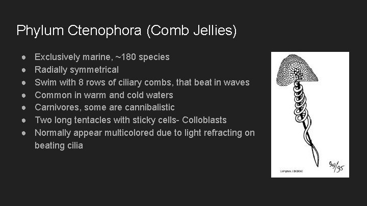 Phylum Ctenophora (Comb Jellies) ● ● ● ● Exclusively marine, ~180 species Radially symmetrical