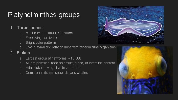 Platyhelminthes groups 1. Turbellariansa. b. c. d. Most common marine flatworm Free living carnivores