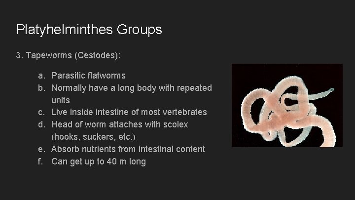 Platyhelminthes Groups 3. Tapeworms (Cestodes): a. Parasitic flatworms b. Normally have a long body