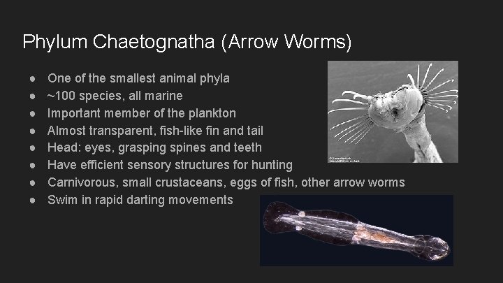 Phylum Chaetognatha (Arrow Worms) ● ● ● ● One of the smallest animal phyla